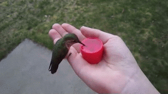 Have You Ever Thought Of Hand-feeding Hummingbirds